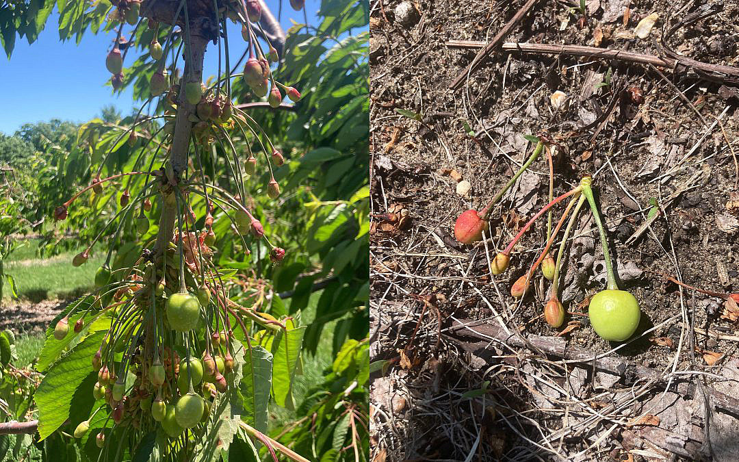 The June 2022 Cherry Drop: Breaking the Heart of a Cherry Farmer by Phil Hallstedt